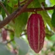 Cacao: El «nuevo oro» de la economía de Ecuador