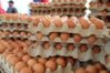 Sector av&iacute;cola venezolano espera producir 16,5 millones de cajas de huevos al a&ntilde;o