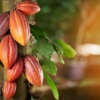 #Dato: Venezuela produce 16 mil toneladas anuales de cacao y exporta el 50%