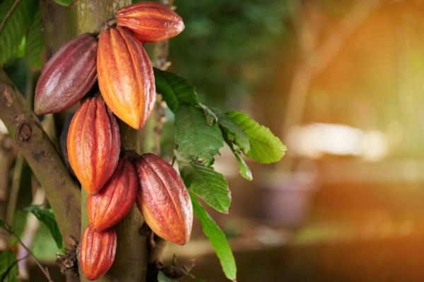 #Dato: Venezuela produce 16 mil toneladas anuales de cacao y exporta el 50%