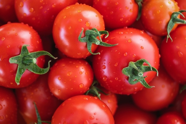 México seguirá exportando tomate a EEUU pese al arancel porque no hay «sustituto»