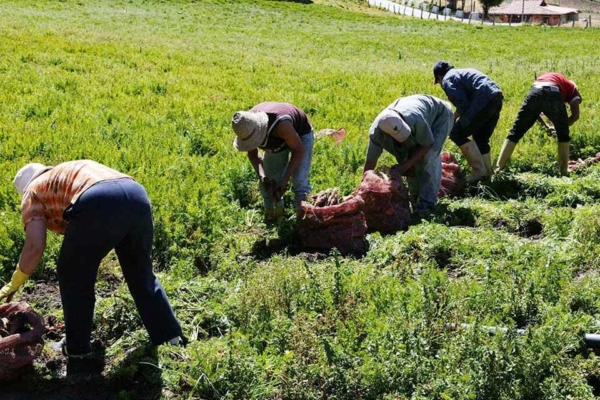 Maduro: sector agrícola reporta incremento estable anual de 5%