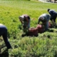 Maduro: sector agrícola reporta incremento estable anual de 5%