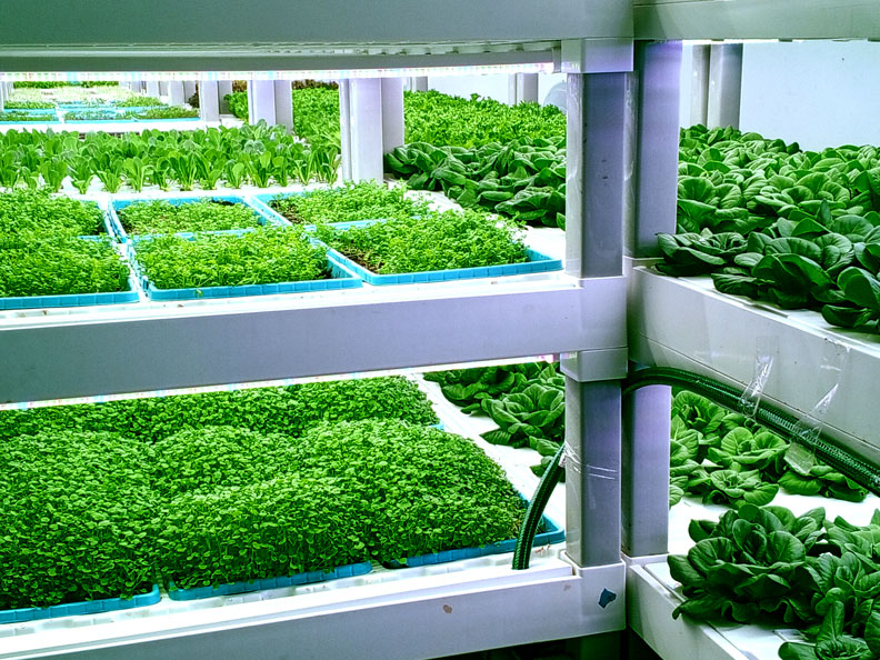 SVIAA: Tecnología digital puede reducir hasta en 47% costos logísticos del agro