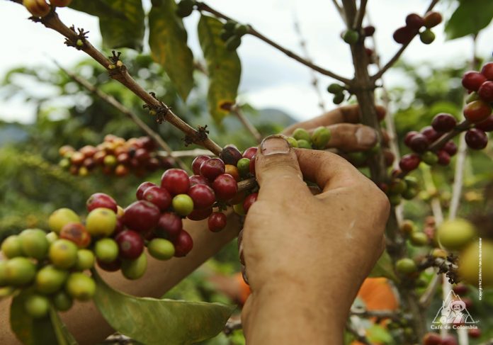 #Exclusivo: Producción de café en Venezuela se mueve entre oportunidades y grandes desafíos
