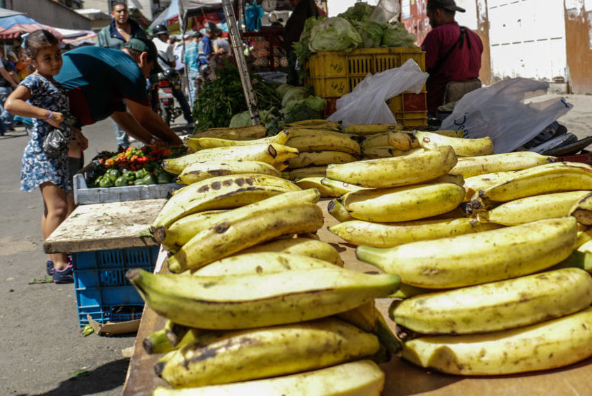 Gremio estima que en Venezuela se consumen 180 mil toneladas de plátano por mes