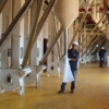 Reactivan Complejo Agroindustrial en Guárico: El proyecto contempla modernización de la maquinaria