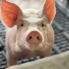 JHS Agroindustria impulsa la recuperación del sector porcino con inversión en genética y tecnología