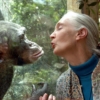 #Gerencia: Cinco lecciones útiles que dejó la primatóloga Jane Goodall para los negocios