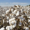 Empresarios trabajan para recuperar el sector textil venezolano: Se ha incrementado la siembra de algodón