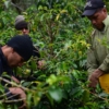 Fedeagro: jovenes migran de ciudades a trabajar en fincas cafetaleras para obtener mejores ingresos