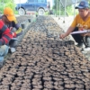 Venezuela importa más de 200 mil semillas de palma aceitera desde Indonesia