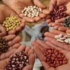 Crerán un Banco de Semillas: buscan garantizar insumos y material genético para la siembra