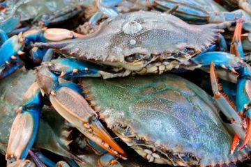 Venezuela estima reanudar exportaciones de cangrejo azul a EE.UU.