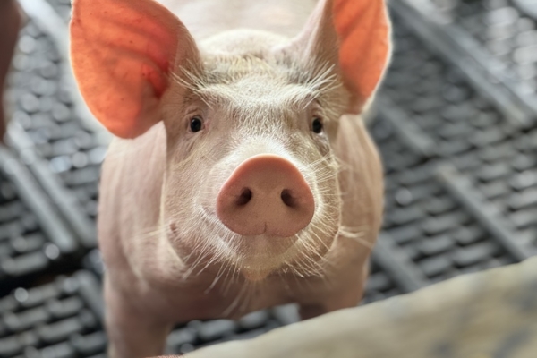 JHS Agroindustria impulsa la recuperación del sector porcino con inversión en genética y tecnología