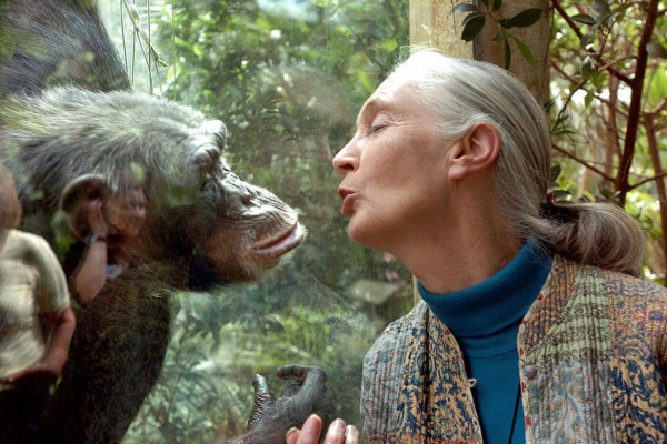 #Gerencia: Cinco lecciones útiles que dejó la primatóloga Jane Goodall para los negocios