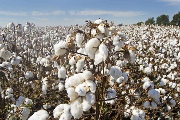 Empresarios trabajan para recuperar el sector textil venezolano: Se ha incrementado la siembra de algodón