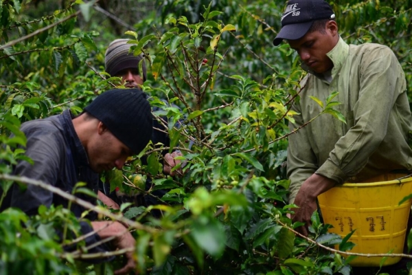 Fedeagro: jovenes migran de ciudades a trabajar en fincas cafetaleras para obtener mejores ingresos