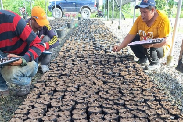 Venezuela importa más de 200 mil semillas de palma aceitera desde Indonesia