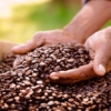 Exportación de café venezolano abarca un mercado de 16 países