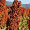 Importarán semillas para sembrar hasta 30 mil hectáreas de sorgo en 2026