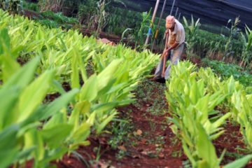 Contrabando de hortalizas afecta la producci&oacute;n en cinco estados, advierten agricultores