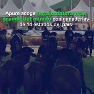 Criabufalos: Apure acoge la feria bufalera más grande del mundo con 600 animales en juzgamiento