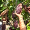 Asoprocave advierte que precio internacional del cacao podr&iacute;a disminuir la producci&oacute;n nacional