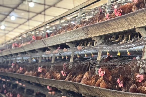 Excelencia gen&eacute;tica en la producci&oacute;n de huevos de Granja La Gramita