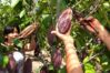 Asoprocave advierte que precio internacional del cacao podr&iacute;a disminuir la producci&oacute;n nacional