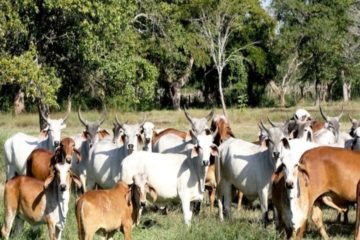 Fedenaga: M&aacute;s de 1,5 millones de cabezas de ganado se consumen anualmente en Venezuela