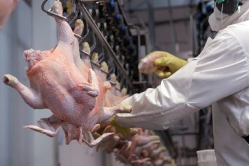 En cinco meses estiman iniciar exportaciones av&iacute;colas desde Venezuela hacia las Islas ABC