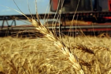 Producci&oacute;n de harina de trigo se reactiv&oacute; en primer trimestre: empresas implementan m&aacute;s turnos laborales