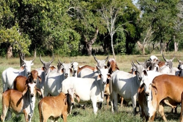 Fedenaga: M&aacute;s de 1,5 millones de cabezas de ganado se consumen anualmente en Venezuela