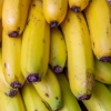 Productores de cambur abogan por m&aacute;s cooperaci&oacute;n y capacitaci&oacute;n para enfrentar al hongo R4T
