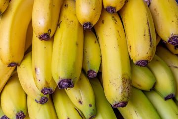 Productores de cambur abogan por m&aacute;s cooperaci&oacute;n y capacitaci&oacute;n para enfrentar al hongo R4T