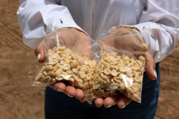 #Dato: En Anzo&aacute;tegui se produce el 70% del man&iacute; que se consume en Venezuela y el 80% de la patilla que se come