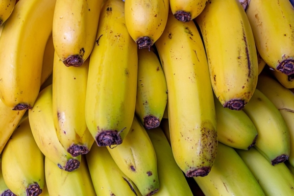 Productores de cambur abogan por m&aacute;s cooperaci&oacute;n y capacitaci&oacute;n para enfrentar al hongo R4T