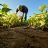 SVIAA: Contrabando y falta de cr&eacute;dito atentan contra la agricultura familiar