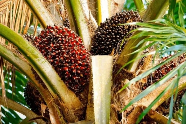 #Dato: Producci&oacute;n de palma aceitera cubre el 37% del consumo nacional