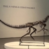 De lienzos a f&oacute;siles: Por qu&eacute; los millonarios ahora prefieren comprar huesos de dinosaurio