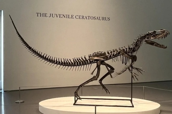 De lienzos a f&oacute;siles: Por qu&eacute; los millonarios ahora prefieren comprar huesos de dinosaurio