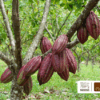 SAVOY&reg; celebra 85 a&ntilde;os sembrando el futuro del cacao venezolano con la entrega m&aacute;s de 85.000 plantas y &aacute;rboles