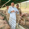 Padrino: El pa&iacute;s est&aacute; autoabastecido de carne de cerdo y el sector porcino podr&iacute;a crecer 15,3% este a&ntilde;o