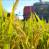 Cortes el&eacute;ctricos afectan al 90% de las industrias de cereales en Gu&aacute;rico