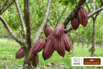 SAVOY&reg; celebra 85 a&ntilde;os sembrando el futuro del cacao venezolano con la entrega m&aacute;s de 85.000 plantas y &aacute;rboles