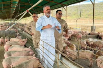 Padrino: El pa&iacute;s est&aacute; autoabastecido de carne de cerdo y el sector porcino podr&iacute;a crecer 15,3% este a&ntilde;o