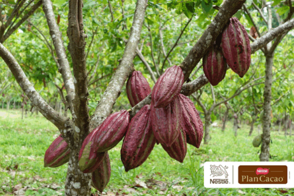 SAVOY&reg; celebra 85 a&ntilde;os sembrando el futuro del cacao venezolano con la entrega m&aacute;s de 85.000 plantas y &aacute;rboles