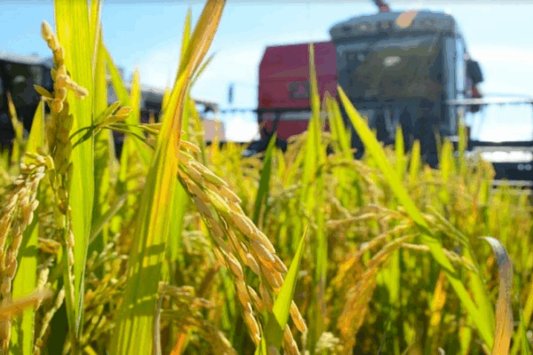 Cortes el&eacute;ctricos afectan al 90% de las industrias de cereales en Gu&aacute;rico