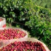 Caficultores de Portuguesa y Lara siguen movilizados para exigir precios justos para la cosecha